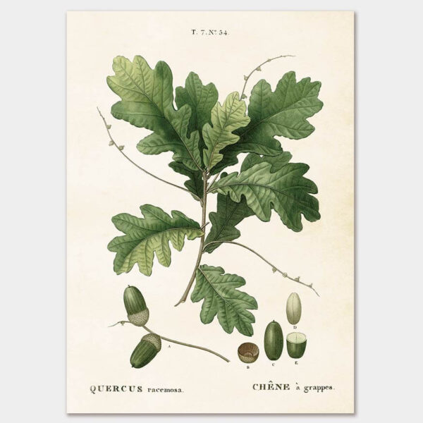 Acorn, Poster 50x70 cm