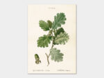 Acorn, Poster 35x50 cm