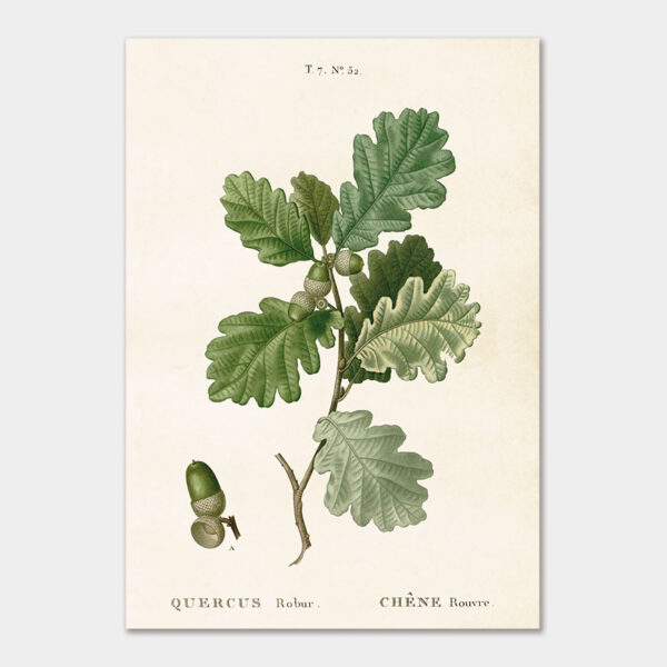 Acorn, Poster 35x50 cm
