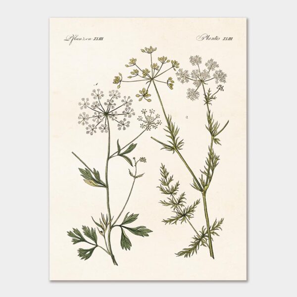 Anise & cumin, Poster 18x24 cm