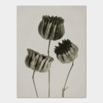 Blossfeldt Abutilon, Kunstdruck 30x40 cm