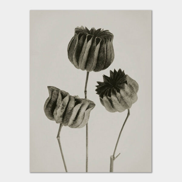 Blossfeldt Abutilon, Kunstdruck 30x40 cm