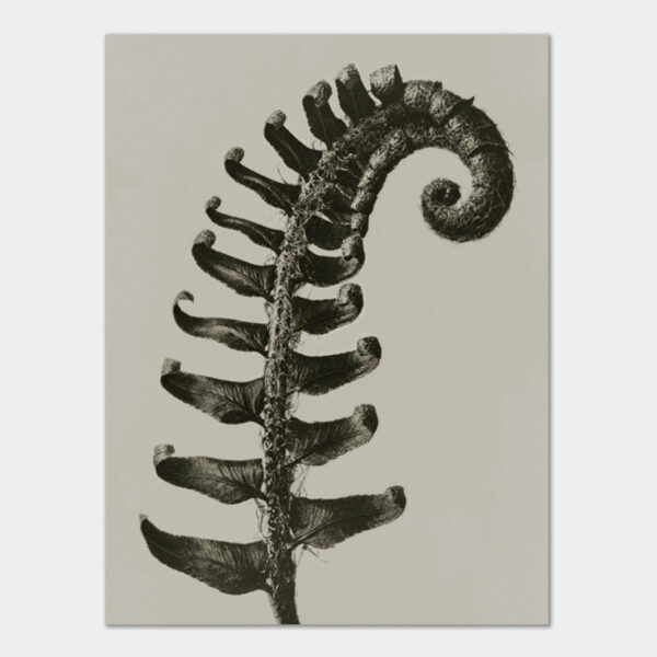 Blossfeldt Schildfarn, Kunstdruck 30x40 cm