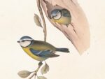 Blue tits, Poster 18x24 cm – Bild 2