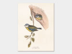 Blue tits, Poster 18x24 cm