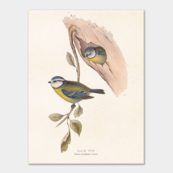 Blue tits, Poster 18x24 cm