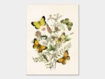 Butterflies, Poster 18x24 cm