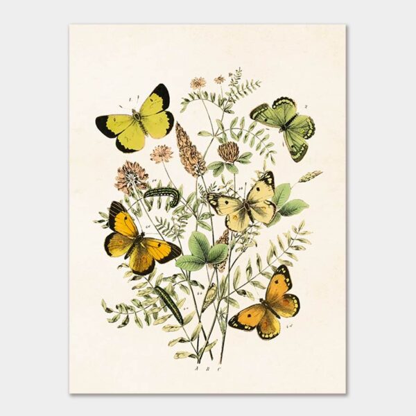 Butterflies, Poster 18x24 cm