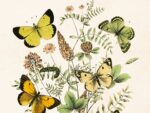 Butterflies, Poster 18x24 cm – Bild 2