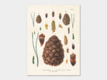 Cones, Poster 18x24 cm