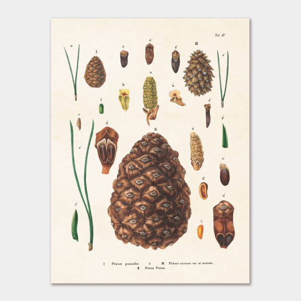 Cones, Poster 18x24 cm