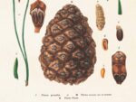 Cones, Poster 18x24 cm – Bild 2