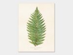 Fern, Poster 18x24 cm