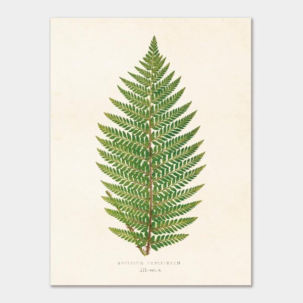 Fern, Poster 18x24 cm