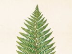Fern, Poster 18x24 cm – Bild 2