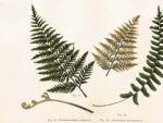Ferns, Poster 50x35 cm – Bild 2