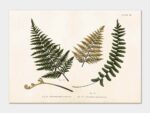 Ferns, Poster 50x35 cm
