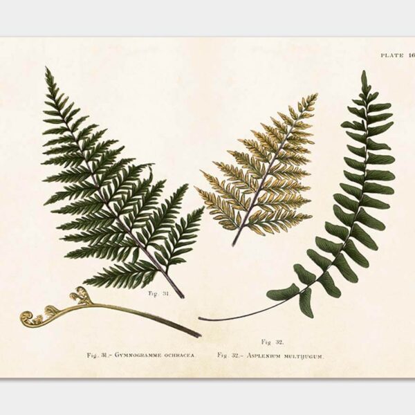Ferns, Poster 50x35 cm