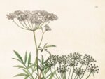 Hemlock, Poster 35x50 cm – Bild 2