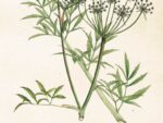 Hemlock, Poster 35x50 cm – Bild 3