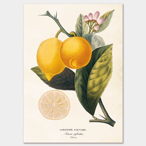 Lemon, Poster 50x70 cm