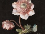 Peony, Poster 35x50 cm – Bild 3