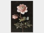 Peony, Poster 35x50 cm – Bild 2