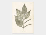 Pepper plant, Poster 35x50 cm