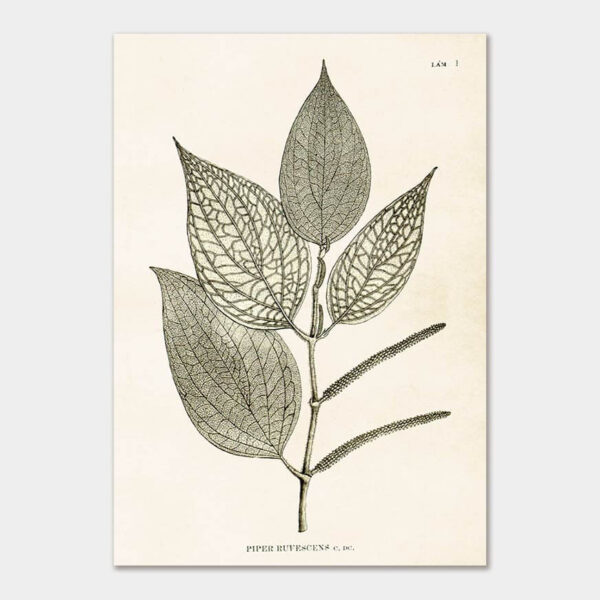 Pepper plant, Poster 35x50 cm