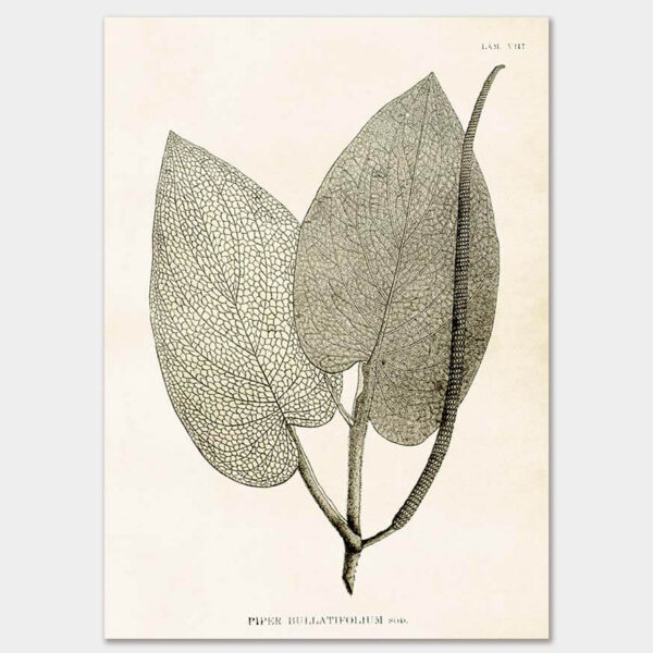Pepper plant, Poster 50x70 cm