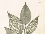 Pepper plant, Poster 35x50 cm – Bild 2
