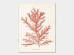 Red algae, Poster 18x24 cm