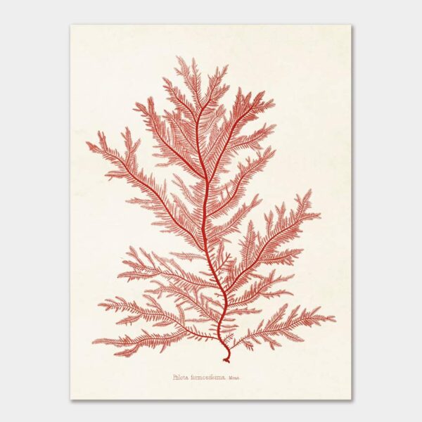Red algae, Poster 18x24 cm
