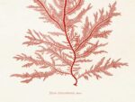 Red algae, Poster 18x24 cm – Bild 2
