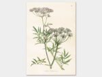 Hemlock, Poster 35x50 cm