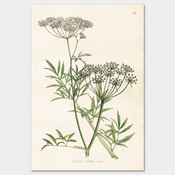 Hemlock, Poster 35x50 cm