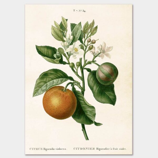 Bitterorange, Poster 50x70 cm