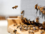 DUFTE Manufaktur, Duftkerze Wie es die Kleinsten mögen – Bild 3