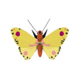 Luzerne Butterfly