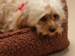 Pet Club Chair M, Warm Hazel – Hundesessel – Bild 2