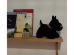 Walter der Scottish Terrier – Bild 9