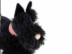 Walter der Scottish Terrier – Bild 8