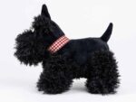 Walter der Scottish Terrier – Bild 10