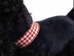 Walter der Scottish Terrier – Bild 4