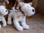 Eliot der Jack Russell (groß) – Bild 8