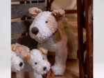 Eliot der Jack Russell (groß) – Bild 2